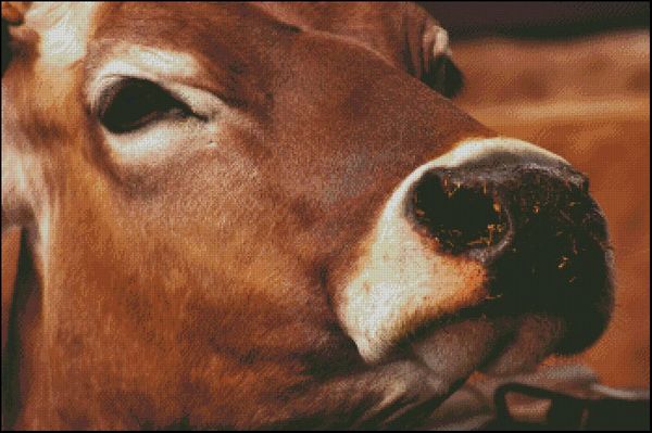 (image for) Beth The Cow